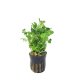 Selaginella kraussiana aurea - potted
