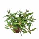 Pogostemon octopus - potted