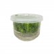 Pogostemon erectus - tissue culture