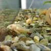 Corydoras paleatus albino
