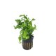 Bacopa monnieri - potted