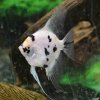 Gold Marble Pearlscale Angelfish - Dalmatian Large