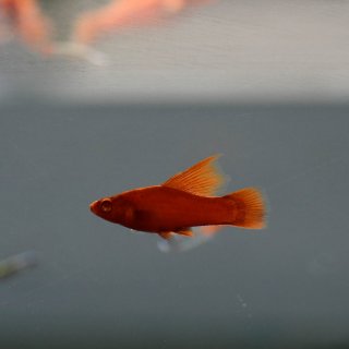 Wien Broccoli Swordtail (Xiphophorus helleri)