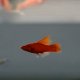 Wien Broccoli Swordtail (Xiphophorus helleri)