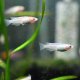 Red-White Medaka Ricefish (Oryzias latipas)