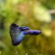 Dark Green Moscow Guppy - Male