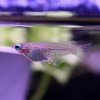 Indian Ricefish (Oryzias dancena)
