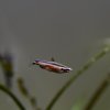 Nannostomus sp. Amaya