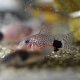 Tailspot Cory (Hoplisoma caudimaculatus)