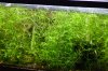 Guppy grass (Najas guadalupensis) - clump