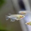 Java Madaka Ricefish (Oryzias javanicus)