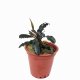 Bucephalandra 'Brownie' - potted