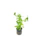 Bacopa madagascariensis - potted