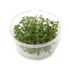 Ludwigia senegalensis 'Guinea' - tissue culture