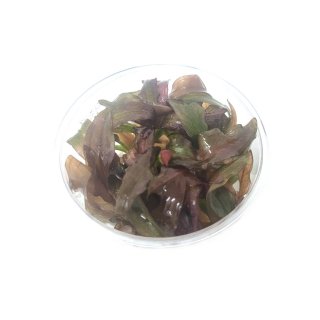 Echinodorus \'Red Diamond\' - tissue culture