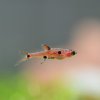 Dwarf Rasbora (Boraras maculatus)