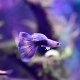 Half-Black Blue-Green Bicolour Guppy - Male
