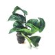Anubias barteri 'Butterfly' - potted