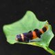 Bumblebee Goby (Brachygobius xanthozona)