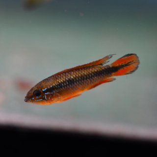 Apistogramma agassizi double red