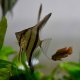 Pterophyllum scalare Manacapuru Red Back