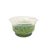 ADA Micranthemum 'Monte Carlo' - tissue culture