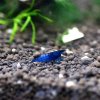 Blue Velvet Shrimp 'Grade A'