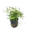Rotala Red Cross- potted