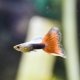 Half-black Red Guppy - Male