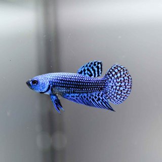 Blue Alien Wild Betta - Male