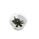 Bucephalandra 'Red Mini' Mini Cup - tissue culture