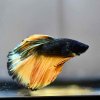 Halfmoon Mustard Betta - Male A