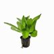 Hygrophila pogonocalyx - potted