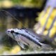 Apistogramma trifasciata