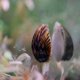 Marbled Limpet (Septaria porcellana)