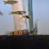 Red Belted Goby (Sicyopus zosterophorus)