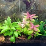 Bunched Plants