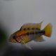 Apistogramma macmasteri