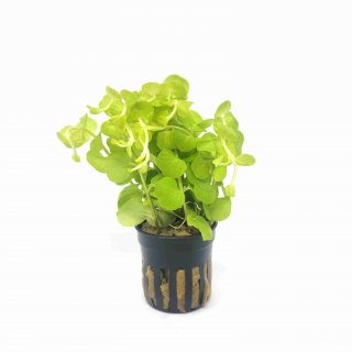 Lindernia rotundifolia - potted