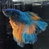 Halfmoon Bicolour Male Betta A