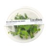 ADA Staurogyne repens - tissue culture