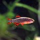 Celestial Pearl Danio (Danio margaritatus)