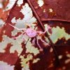 Thai Micro Crab (Limnopilos naiyanetri)