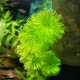 Limnophila sessiliflora - potted