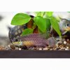 Pelvicachromis taeniatus 'Kienke'
