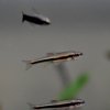 Yellowfin Shiner (Notropis lutipinnis)