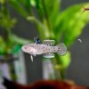 Knight Goby (Stigmatogobius sadanundio)