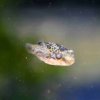 Red Eye Puffer (Carinotetraodon irrubesco)