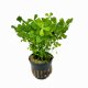 Marsilea crenata - potted