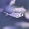 Cochu's Blue Tetra (Boehlkea fredcochui) - small